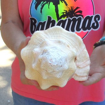 West Indian polished Chank Shell, 11-1/2 inches for $39