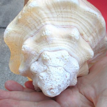 West Indian polished Chank Shell, 11-1/2 inches for $39