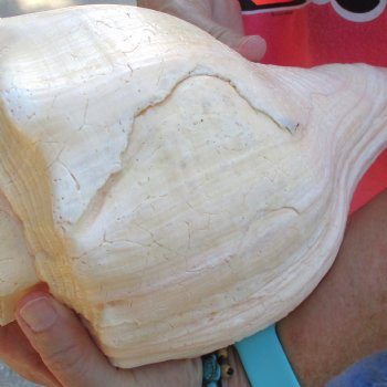 West Indian polished Chank Shell, 11-1/2 inches for $39