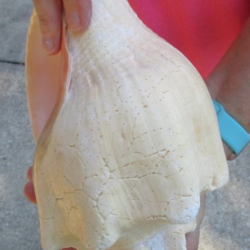 West Indian polished Chank Shell, 11-1/2 inches for $39