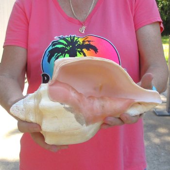 West Indian polished Chank Shell, 11-3/4 inches for $39