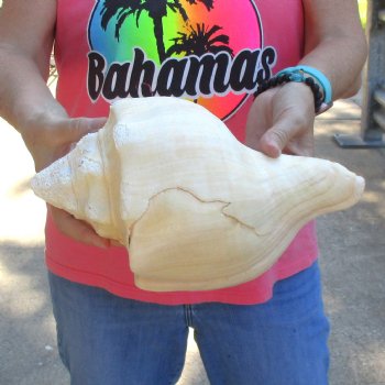 West Indian polished Chank Shell, 11-3/4 inches for $39