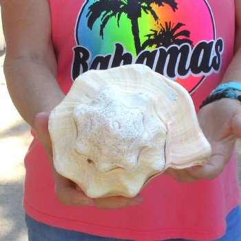 West Indian polished Chank Shell, 11-3/4 inches for $39