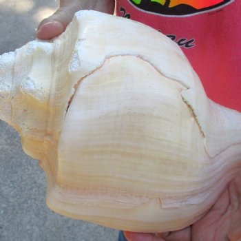 West Indian polished Chank Shell, 11-3/4 inches for $39