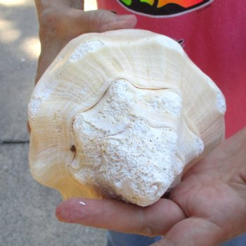 West Indian polished Chank Shell, 11-3/4 inches for $39