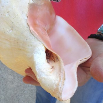 West Indian polished Chank Shell, 11-3/4 inches for $39