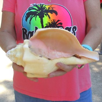 West Indian polished Chank Shell, 11-1/2 inches for $39