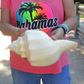 West Indian polished Chank Shell, 11-1/2 inches for $39