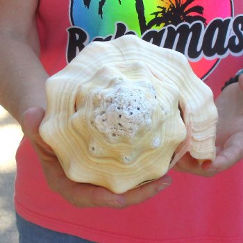 West Indian polished Chank Shell, 11-1/2 inches for $39