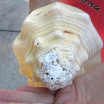 West Indian polished Chank Shell, 11-1/2 inches for $39