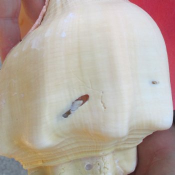 West Indian polished Chank Shell, 11-1/2 inches for $39