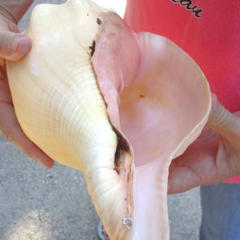 West Indian polished Chank Shell, 11-1/2 inches for $39