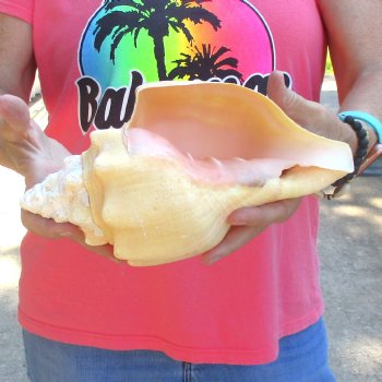 West Indian polished Chank Shell, 10-1/4 inches for $30