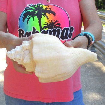 West Indian polished Chank Shell, 10-1/4 inches for $30