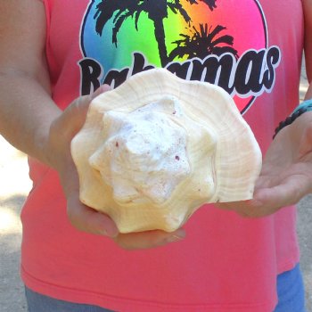 West Indian polished Chank Shell, 10-1/4 inches for $30