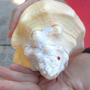 West Indian polished Chank Shell, 10-1/4 inches for $30