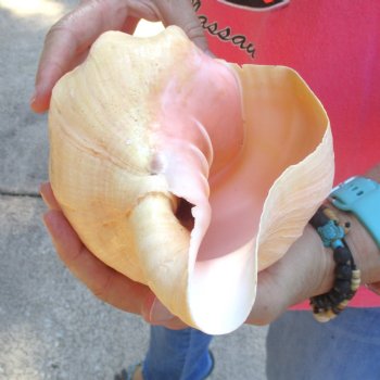 West Indian polished Chank Shell, 10-1/4 inches for $30