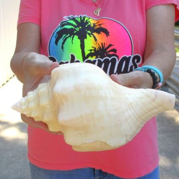 West Indian polished Chank Shell, 10-1/2 inches for $30