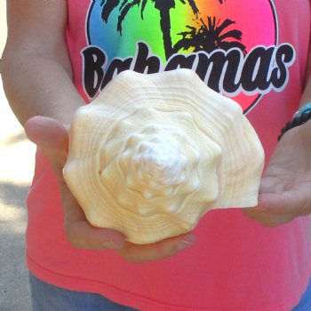 West Indian polished Chank Shell, 10-1/2 inches for $30