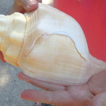 West Indian polished Chank Shell, 10-1/2 inches for $30