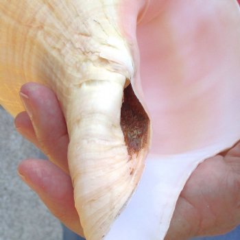 West Indian polished Chank Shell, 10-1/2 inches for $30