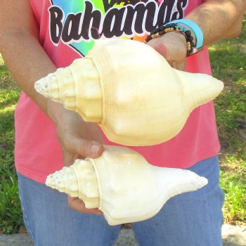 Available for Sale - 2 pc lot of West Indian Chank Shells, 9-1/2 & 9 inches for $37