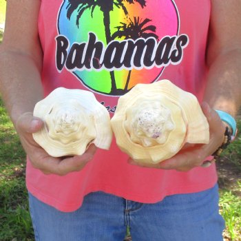 Available for Sale - 2 pc lot of West Indian Chank Shells, 9-1/2 & 9 inches for $37