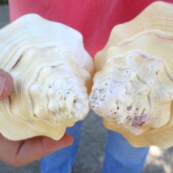 Available for Sale - 2 pc lot of West Indian Chank Shells, 9-1/2 & 9 inches for $37