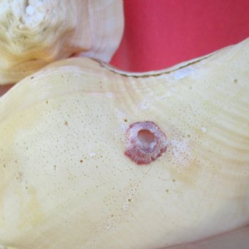 Available for Sale - 2 pc lot of West Indian Chank Shells, 9-1/2 & 9 inches for $37