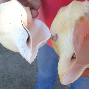 Available for Sale - 2 pc lot of West Indian Chank Shells, 9-1/2 & 9 inches for $37
