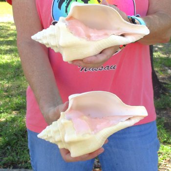 Available for Sale - 2 pc lot of West Indian Chank Shells, 9 inches for $37