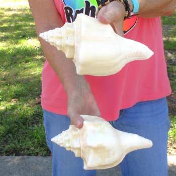 Available for Sale - 2 pc lot of West Indian Chank Shells, 9 inches for $37