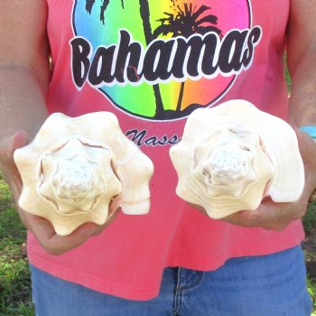 Available for Sale - 2 pc lot of West Indian Chank Shells, 9 inches for $37