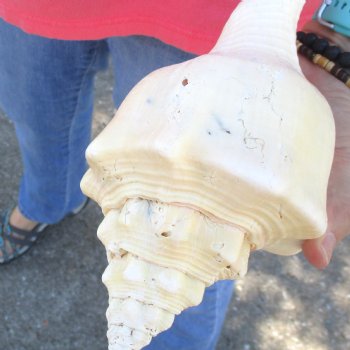 Available for Sale - 2 pc lot of West Indian Chank Shells, 9 inches for $37