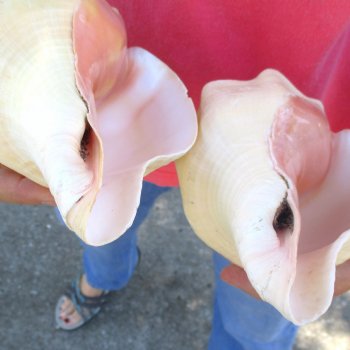 Available for Sale - 2 pc lot of West Indian Chank Shells, 9 inches for $37