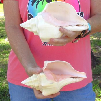 Available for Sale - 2 pc lot of West Indian Chank Shells, 9 inches for $37