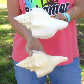 Available for Sale - 2 pc lot of West Indian Chank Shells, 9 inches for $37