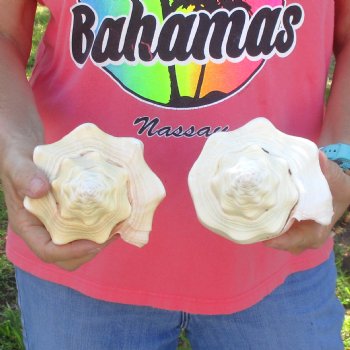 Available for Sale - 2 pc lot of West Indian Chank Shells, 9 inches for $37