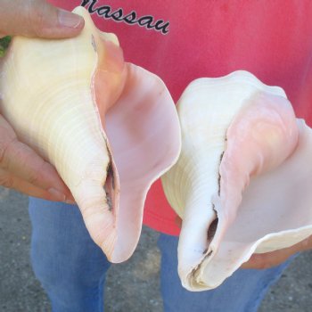 Available for Sale - 2 pc lot of West Indian Chank Shells, 9 inches for $37