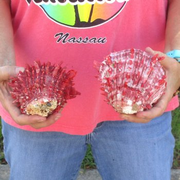 2 Spiny Oyster pairs (Spondylus princeps) -  $39