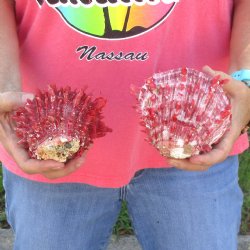 2 Spiny Oyster pairs (Spondylus princeps) -  $39