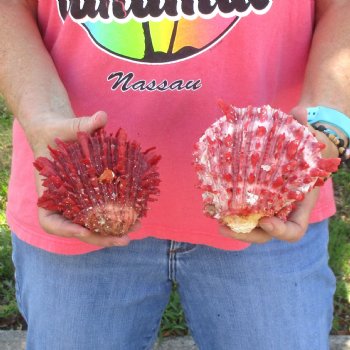 2 Spiny Oyster pairs (Spondylus princeps) -  $39