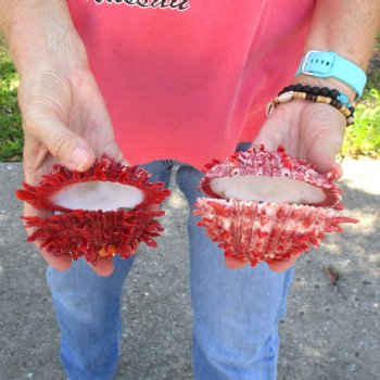 2 Spiny Oyster pairs (Spondylus princeps) -  $39