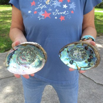 Two piece lot of 6" Natural Green Abalone for sale $23