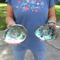Two piece lot of 6" Natural Green Abalone for sale $23
