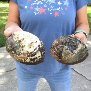 Two piece lot of 6" Natural Green Abalone for sale $23
