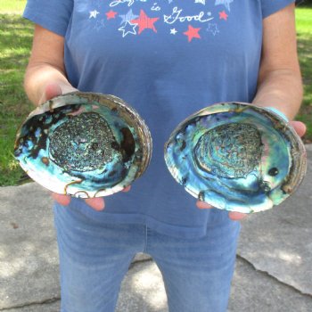 Two piece lot of 6" Natural Green Abalone for sale $23