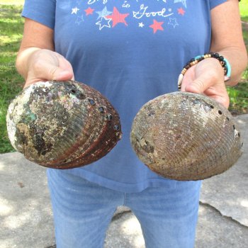 Two piece lot of 6" Natural Green Abalone for sale $23