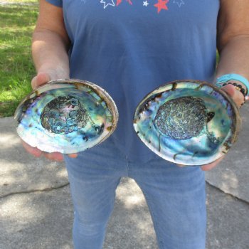 Two piece lot of 6" Natural Green Abalone for sale $23