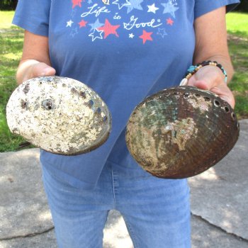 Two piece lot of 6" Natural Green Abalone for sale $23